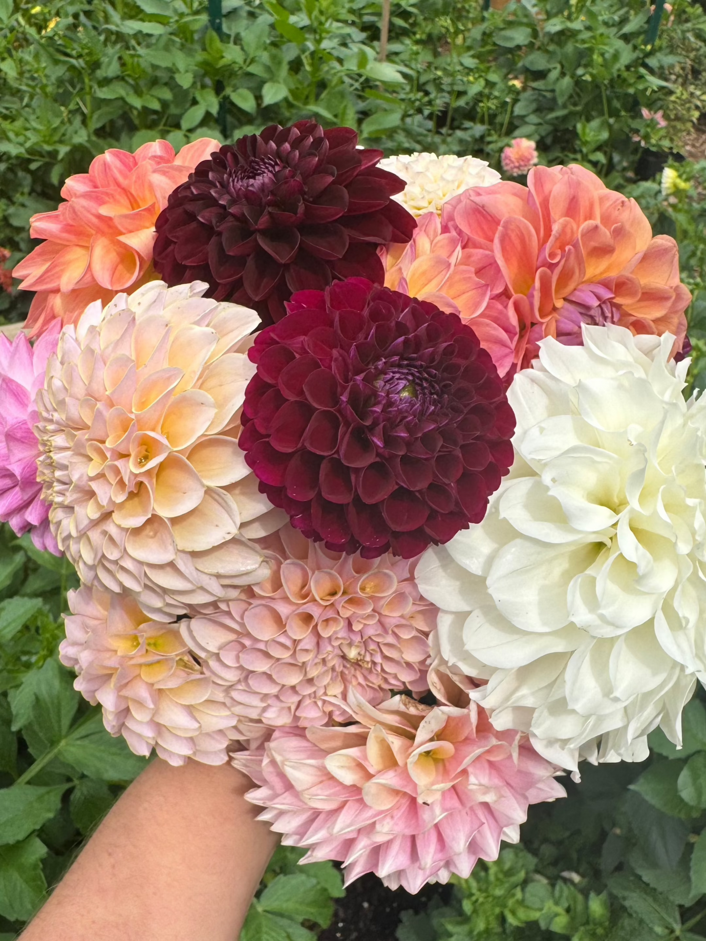 Dahlia Seed - Cottage Garden Mix (Collected from Fully-Double Varieties)