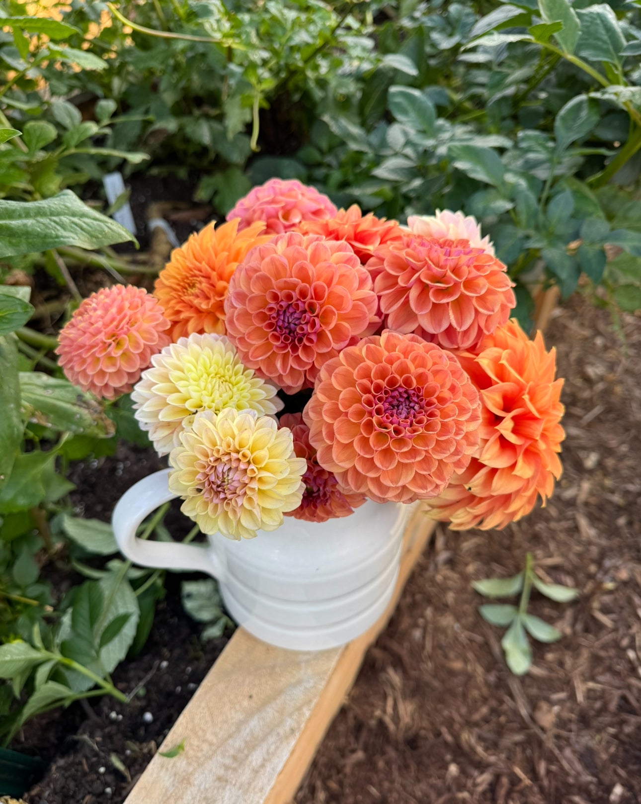cottage garden seed mix Dahlia Seed