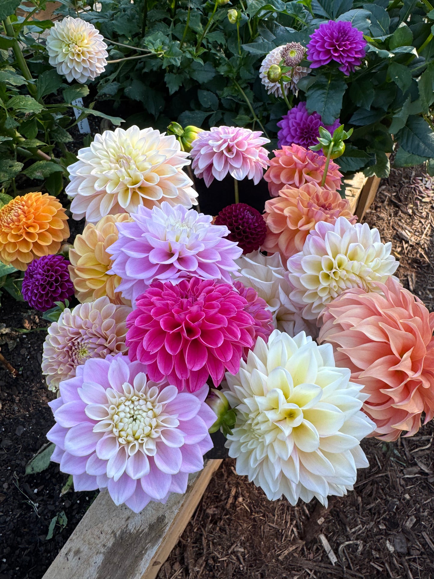 dahlia seed collection Dahlia Seed