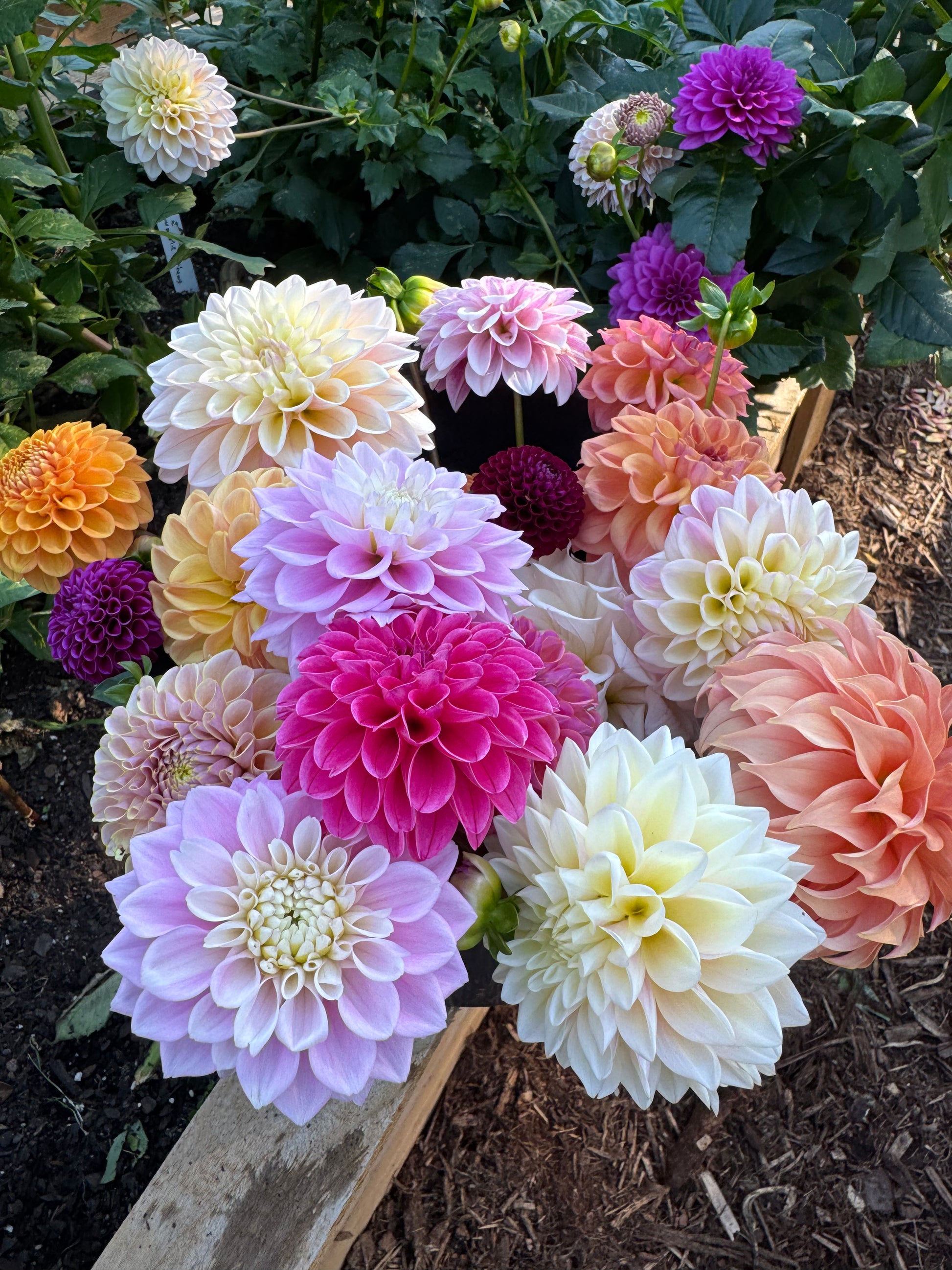 dahlia seed mix Dahlia Seed