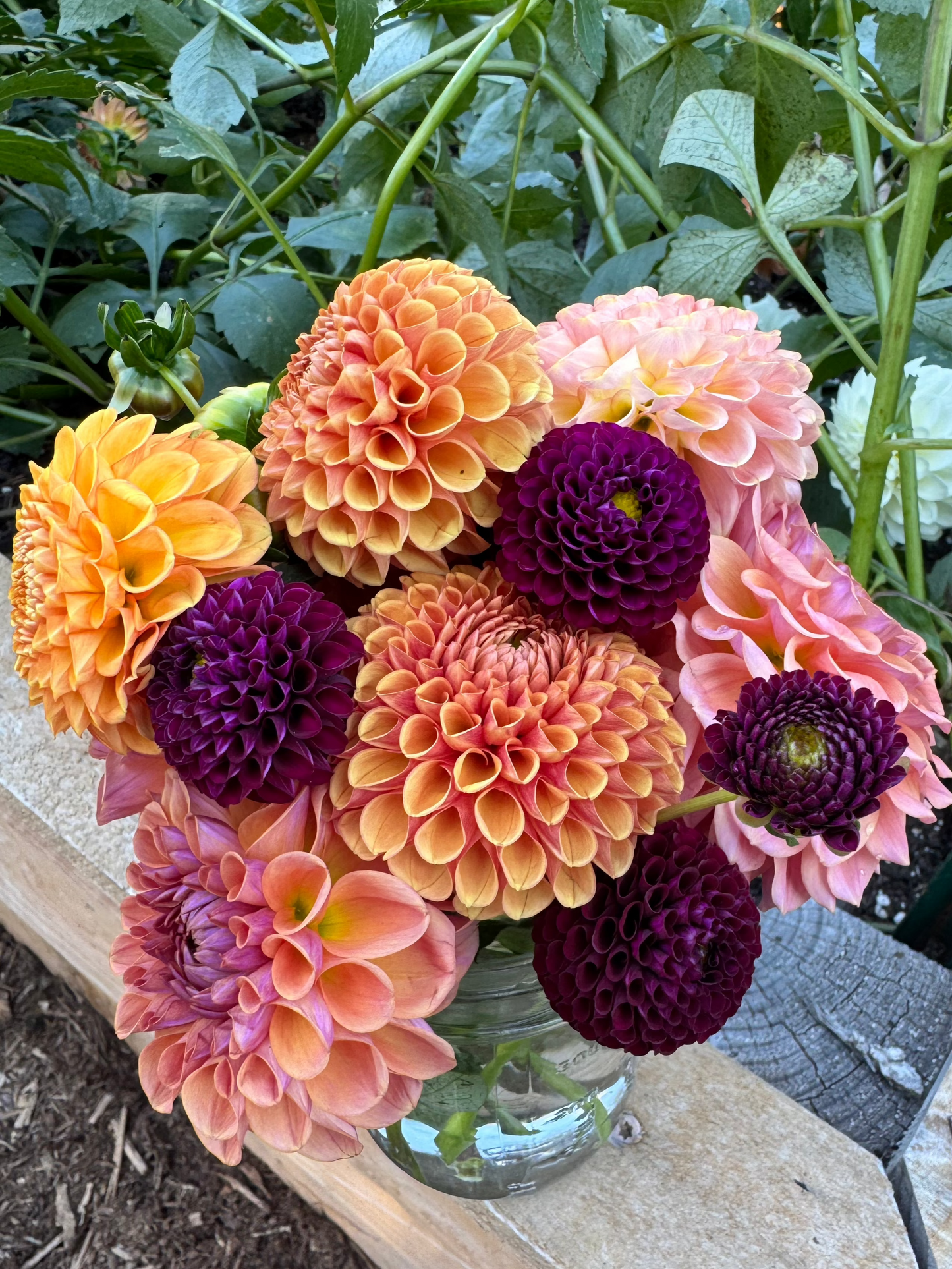 double dahlia seeds Dahlia Seed
